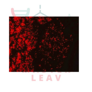 AFB-FLUOR LIBRE DE FENOL