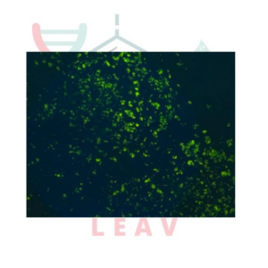 AFB-FLUOR – KIT DE TINCIÓN PARA BACILOS ÁCIDO-RESISTENTES POR MICROSCOPÍA FLUORESCENTE