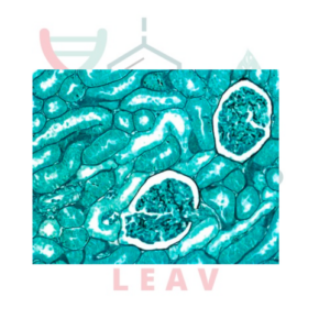 Entellan™ Nuevo – Medio de Montaje Rápido