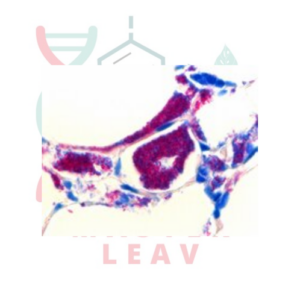 SPUTOFLUOL™ PARA MICROSCOPIA