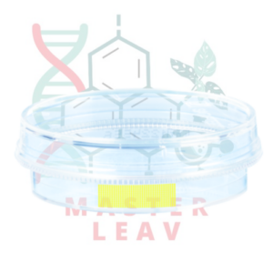 Placa de cultivo celular 35 x 10 mm superficie Cell+ TC Tested