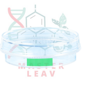 Placa de cultivo celular 35 x 10 mm superficie Suspensión TC Tested